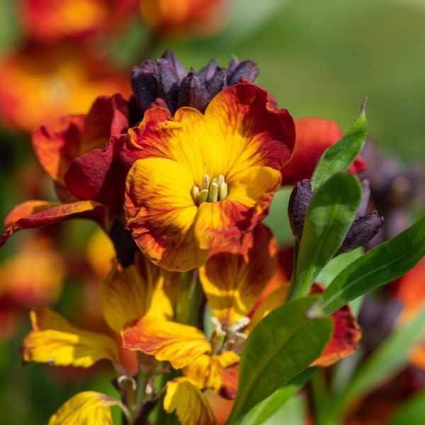 Cheiranthus Tom Thumb Mix Seeds