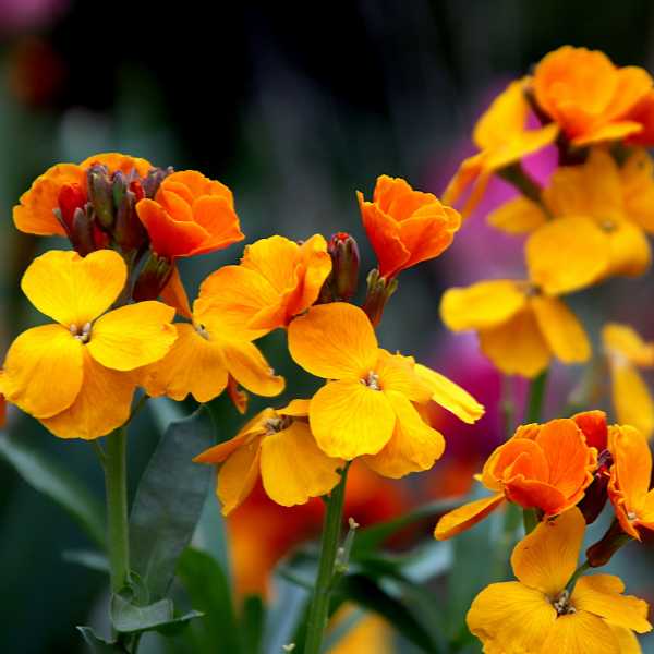 Cheiranthus Tom Thumb Mix Seeds