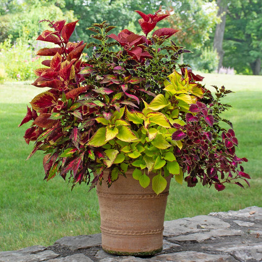 Coleus Formula Mix Seeds