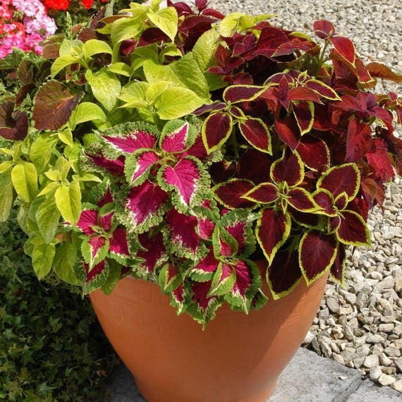 Coleus Rainbow Mix Seeds