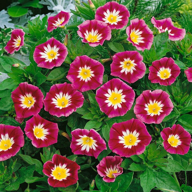 Convolvulus Tricolor Minor Red  Seeds