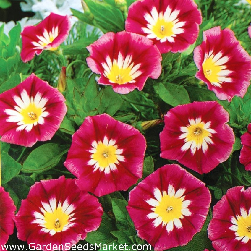 Convolvulus Tricolor Minor Red  Seeds