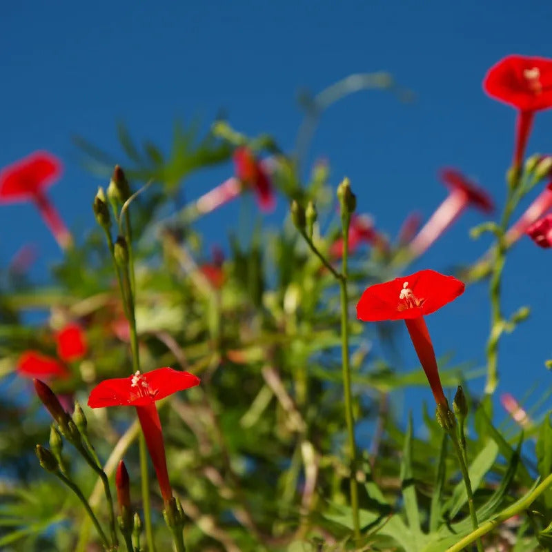 Convolvulus Tricolor Minor Red  Seeds