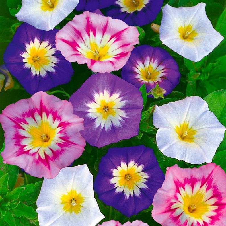 Convolvulus Tricolor Minor Mix Seeds