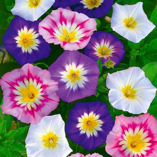 Convolvulus Tricolor Minor Mix Seeds
