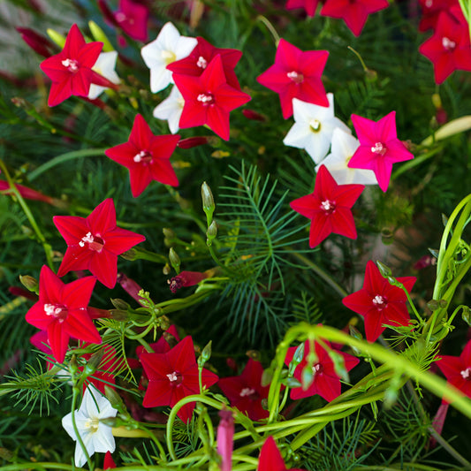 Cypress Vine Seeds