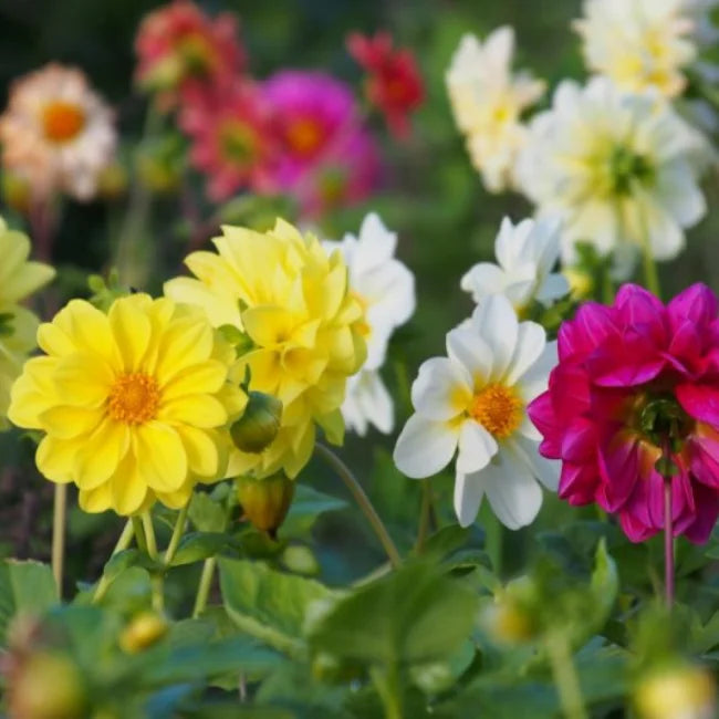 Dahlia Pinnata Fwarf Double Opera Flower Seeds