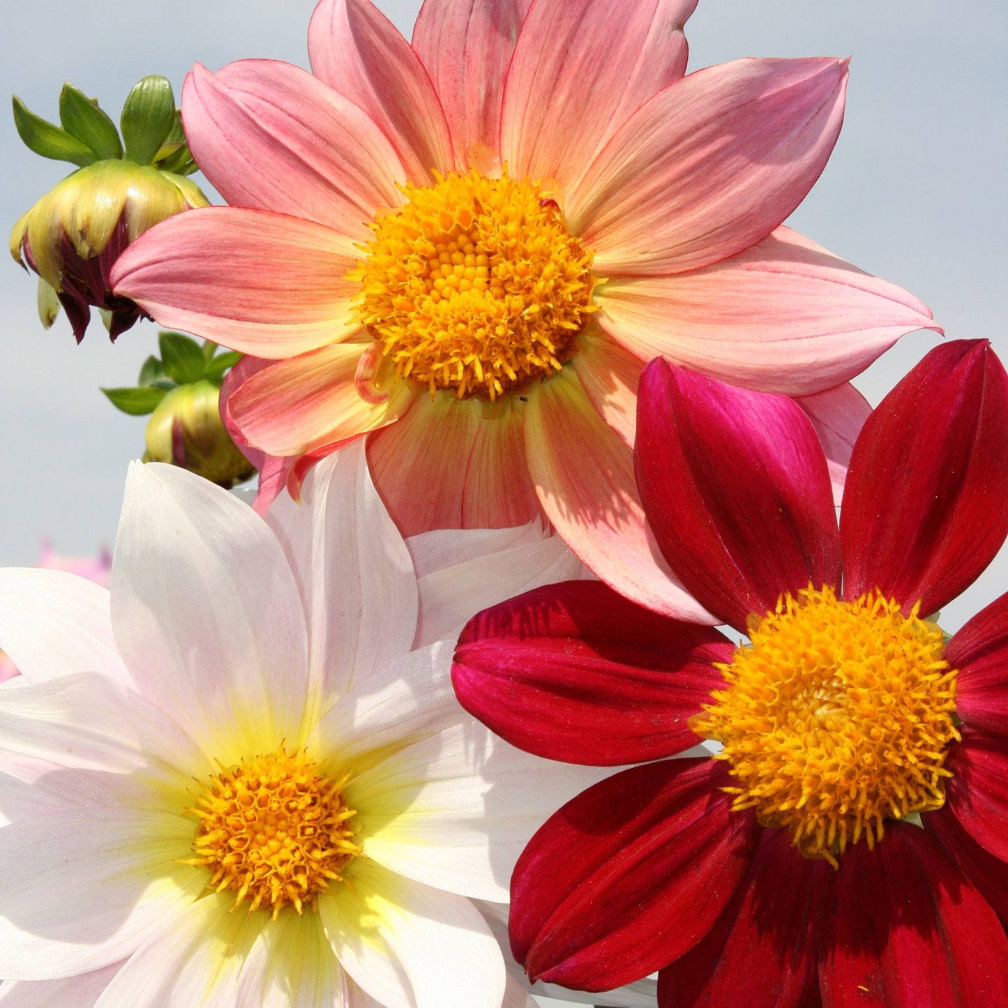 Dahlia Pinnata Fwarf Double Opera Flower Seeds