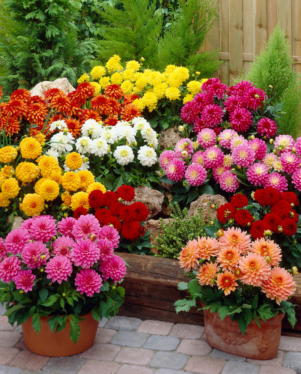 Dahlia Simple Mix Flower Seeds