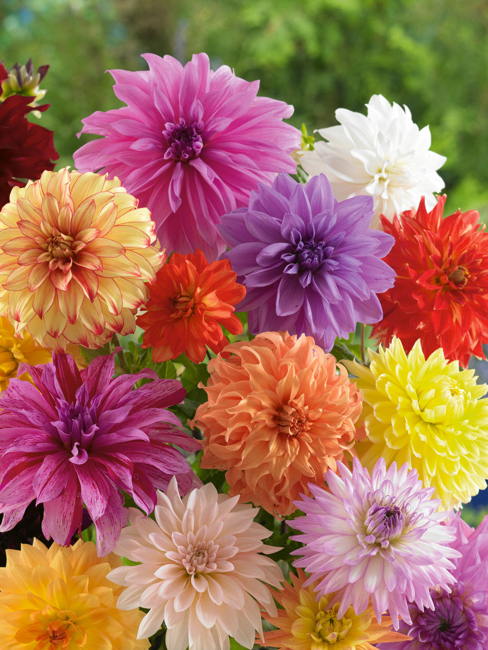Dahlia Simple Mix Flower Seeds