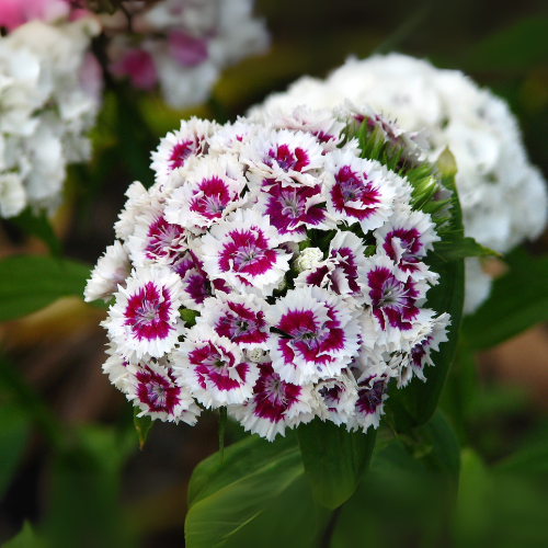 Dianthus Barbatus Mix Flower Seeds