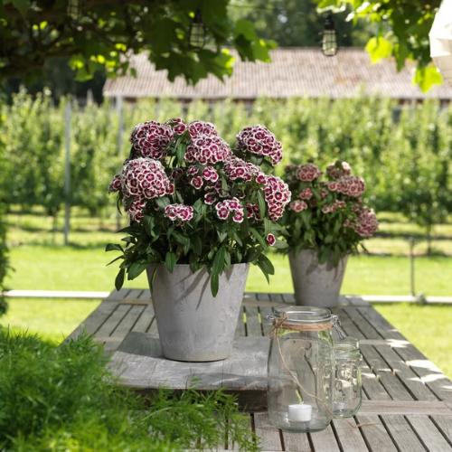 Dianthus Barbatus Mix Flower Seeds