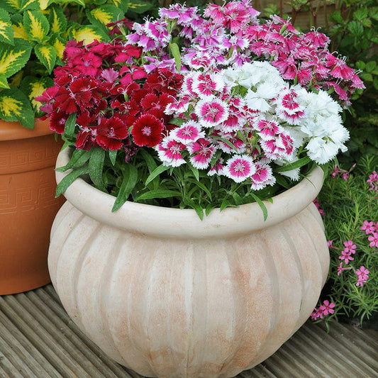 Dianthus Barbatus Mix Flower Seeds