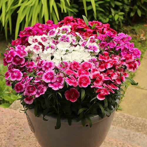 Dianthus Chinensis Dwarf Double Flower Seeds