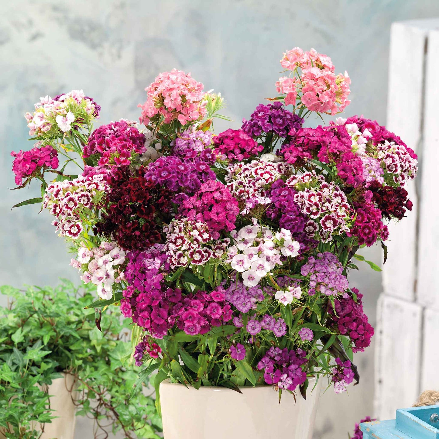 Dianthus Chinensis Dwarf Double Flower Seeds