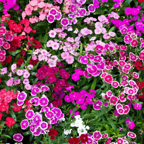 Dianthus Chinensis Dwarf Double Flower Seeds
