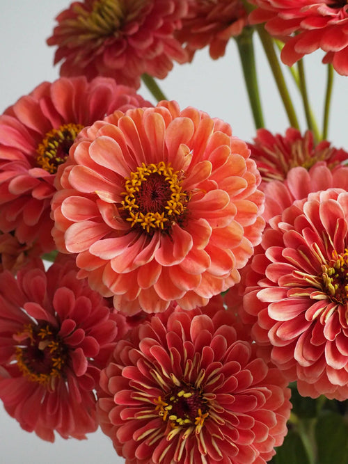 F1 Zinnia Elegans Vision Bronze Seeds