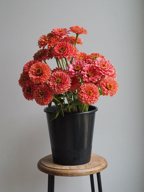 F1 Zinnia Elegans Vision Bronze Seeds