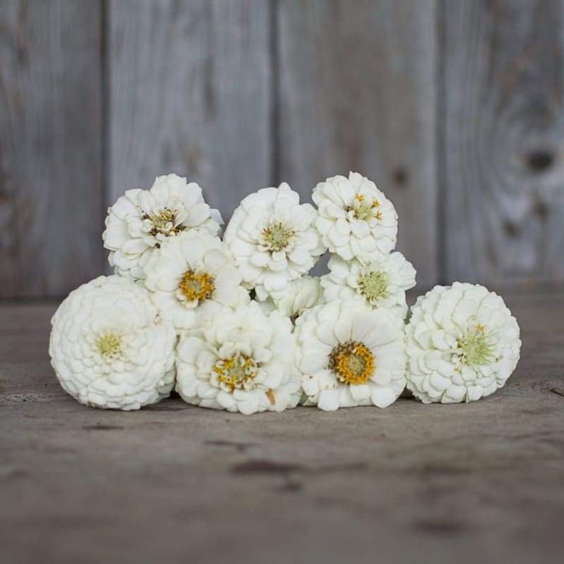F1 Zinnia Elegans Vision White Seeds