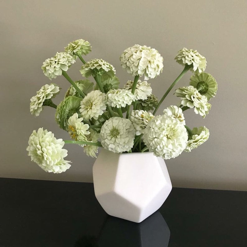 F1 Zinnia Elegans Vision White Seeds