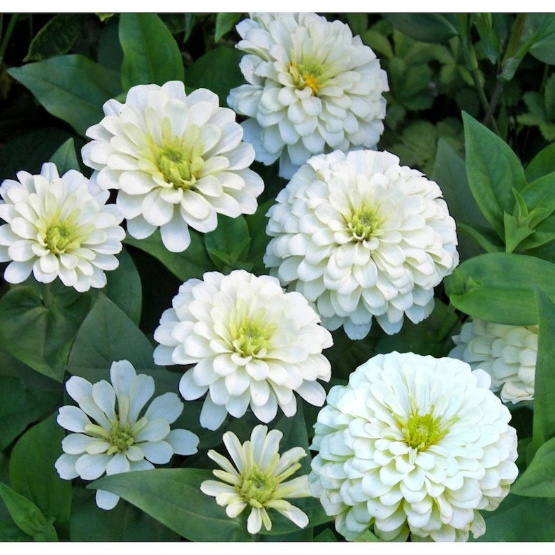 F1 Zinnia Elegans Vision White Seeds