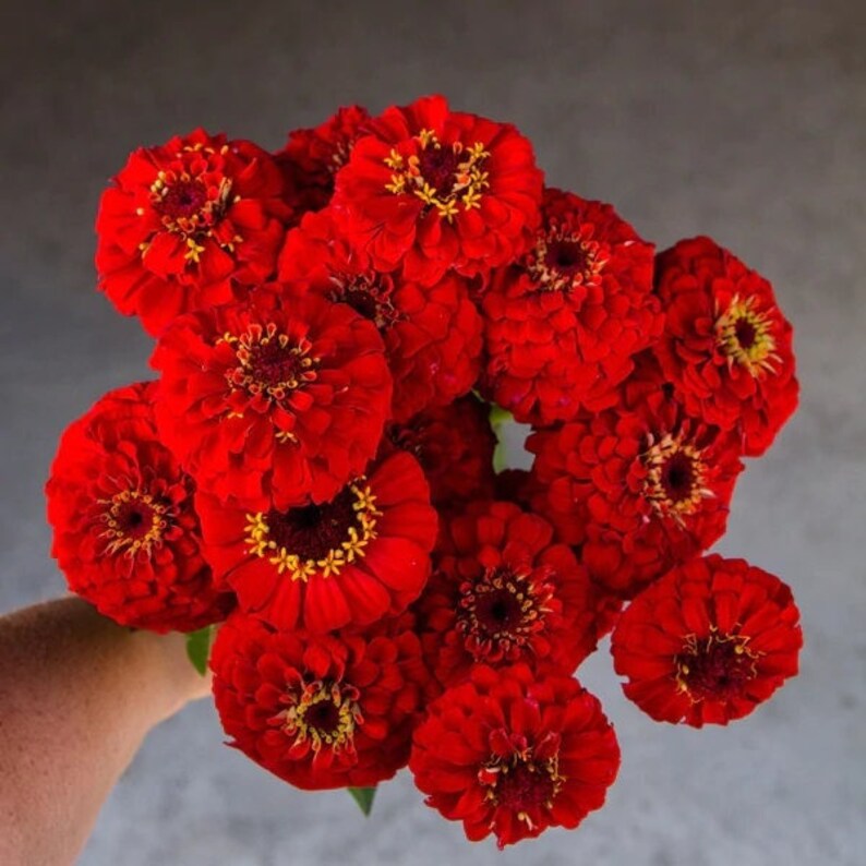 F1 Zinnia Elegans Vision Red Seeds