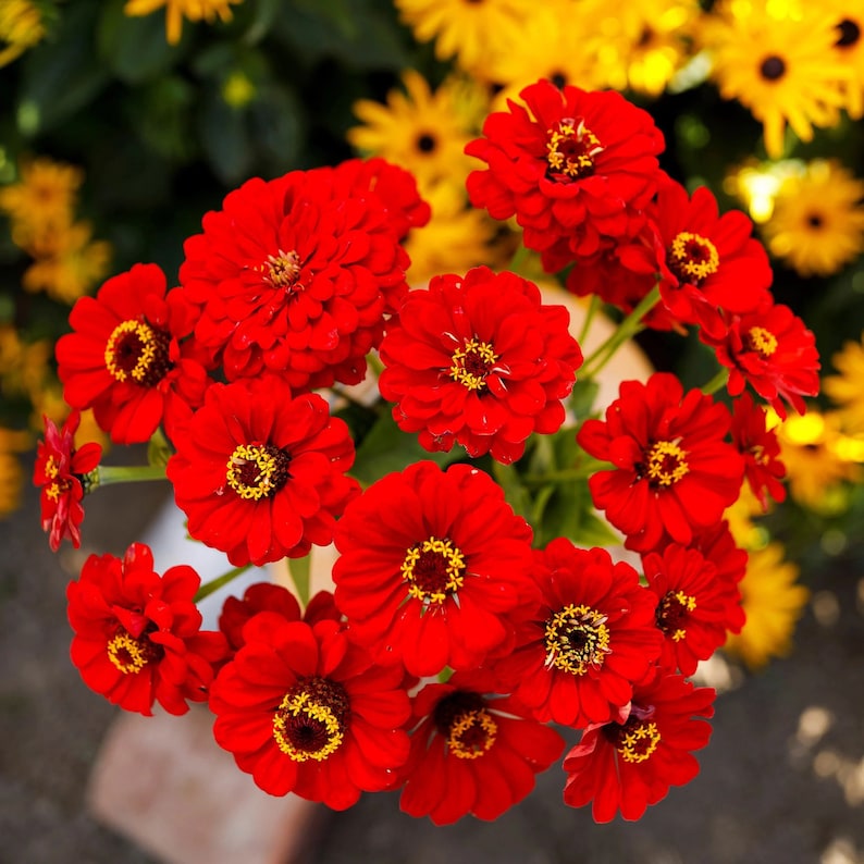 F1 Zinnia Elegans Vision Red Seeds