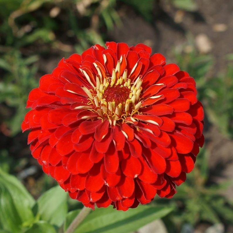 F1 Zinnia Elegans Vision Red Seeds