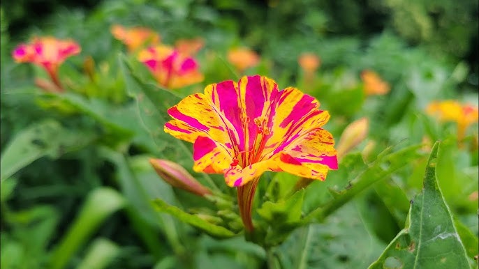 Four O Clock Bio Color Mix Seeds