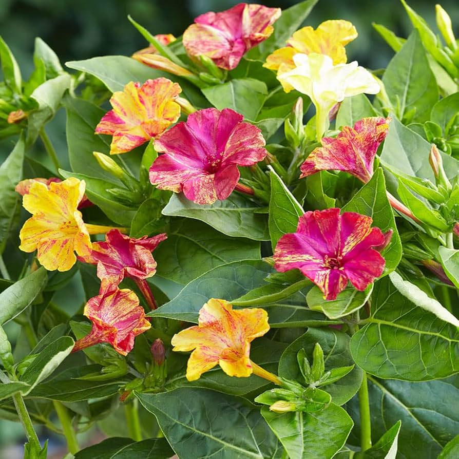 Four O Clock Bio Color Mix Seeds