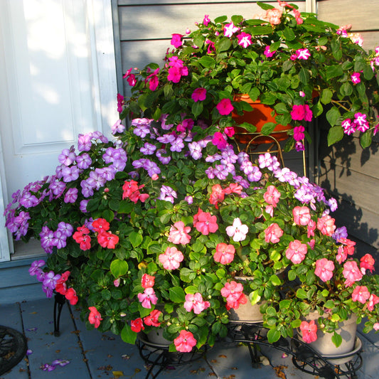 Four O Clock Bio Color Mix Seeds