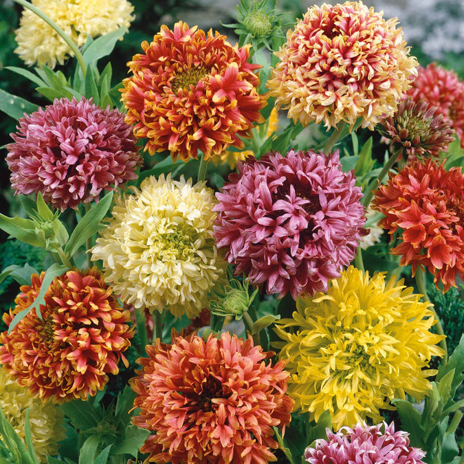 Gaillardia Double Mix Seeds