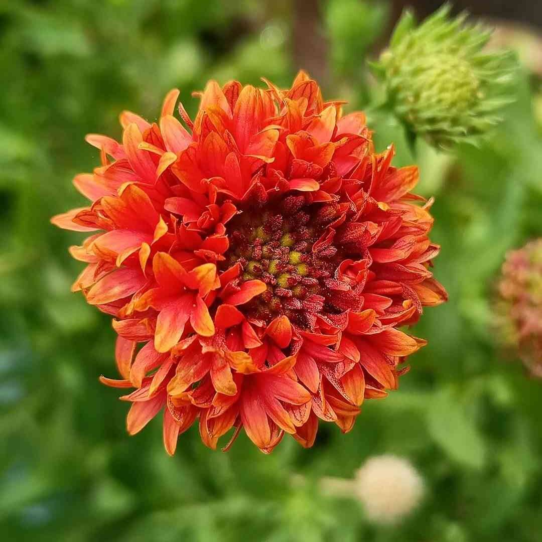 Gaillardia Double Mix Seeds