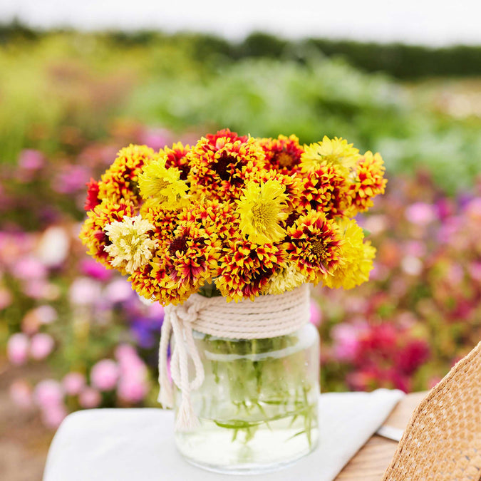 Gaillardia Sundance Bicolor Seeds