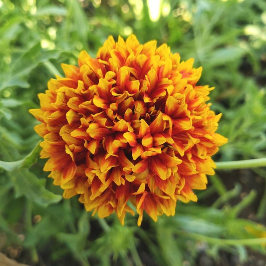 Gaillardia Sundance Bicolor Seeds