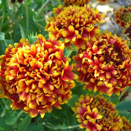 Gaillardia Sundance Bicolor Seeds