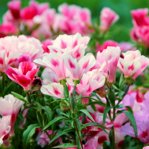 Godetia Grandiflora Dwarf Flower Seeds