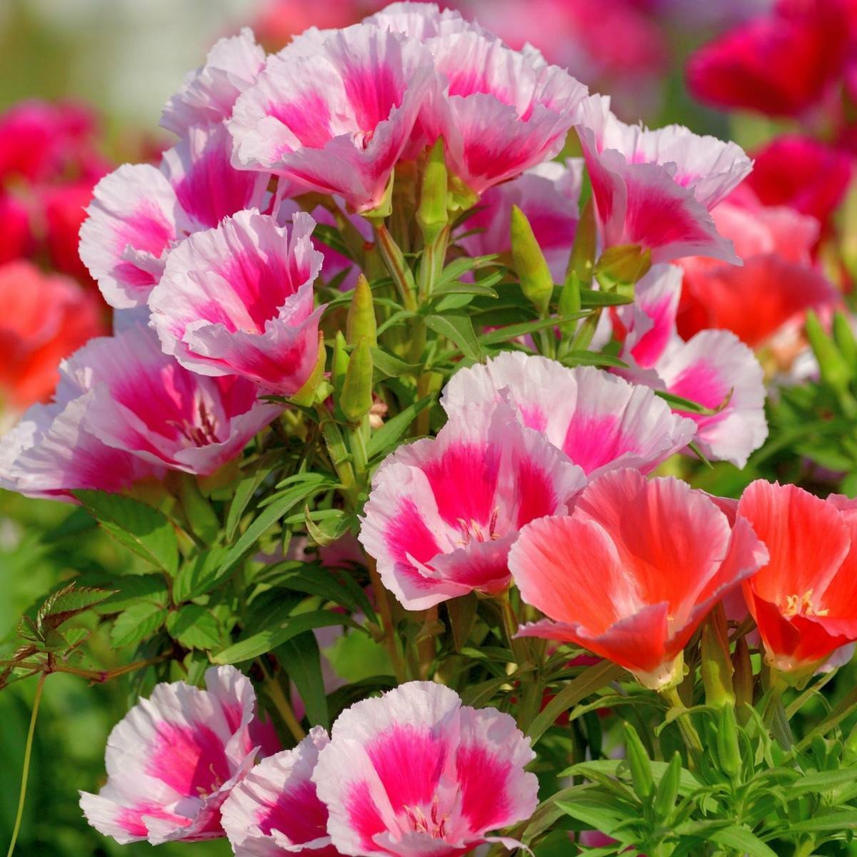 Godetia Double Tall Mix Flower Seeds