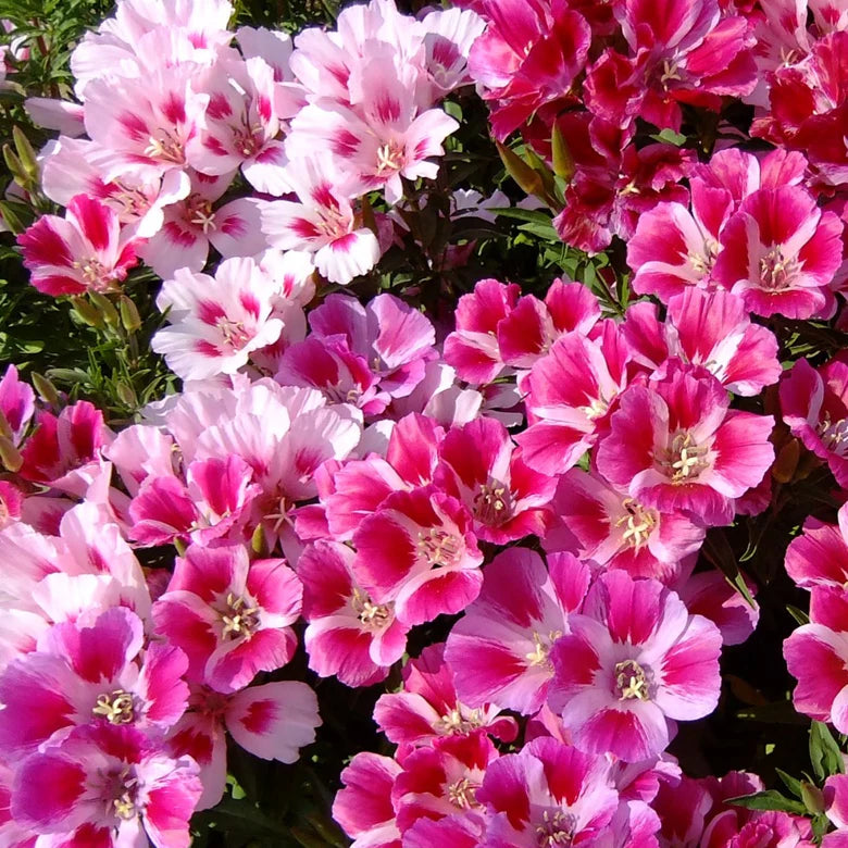 Godetia Double Tall Mix Flower Seeds