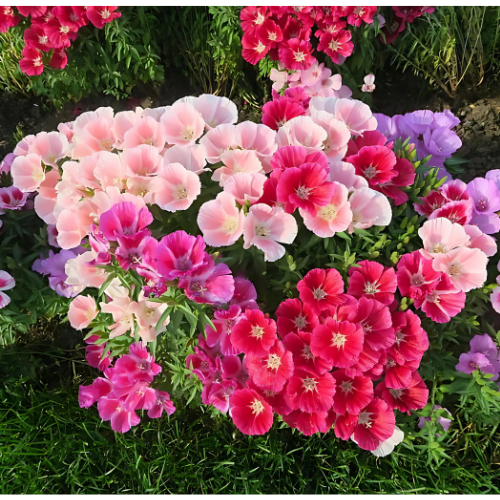 Godetia Grandiflora Dwarf Flower Seeds