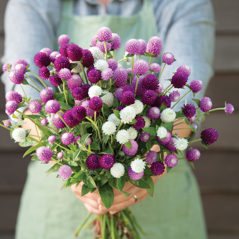 Gomphrena Formula  Seeds