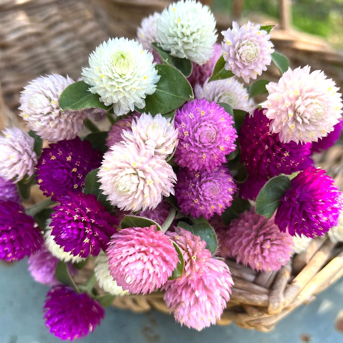 Gomphrena Formula  Seeds