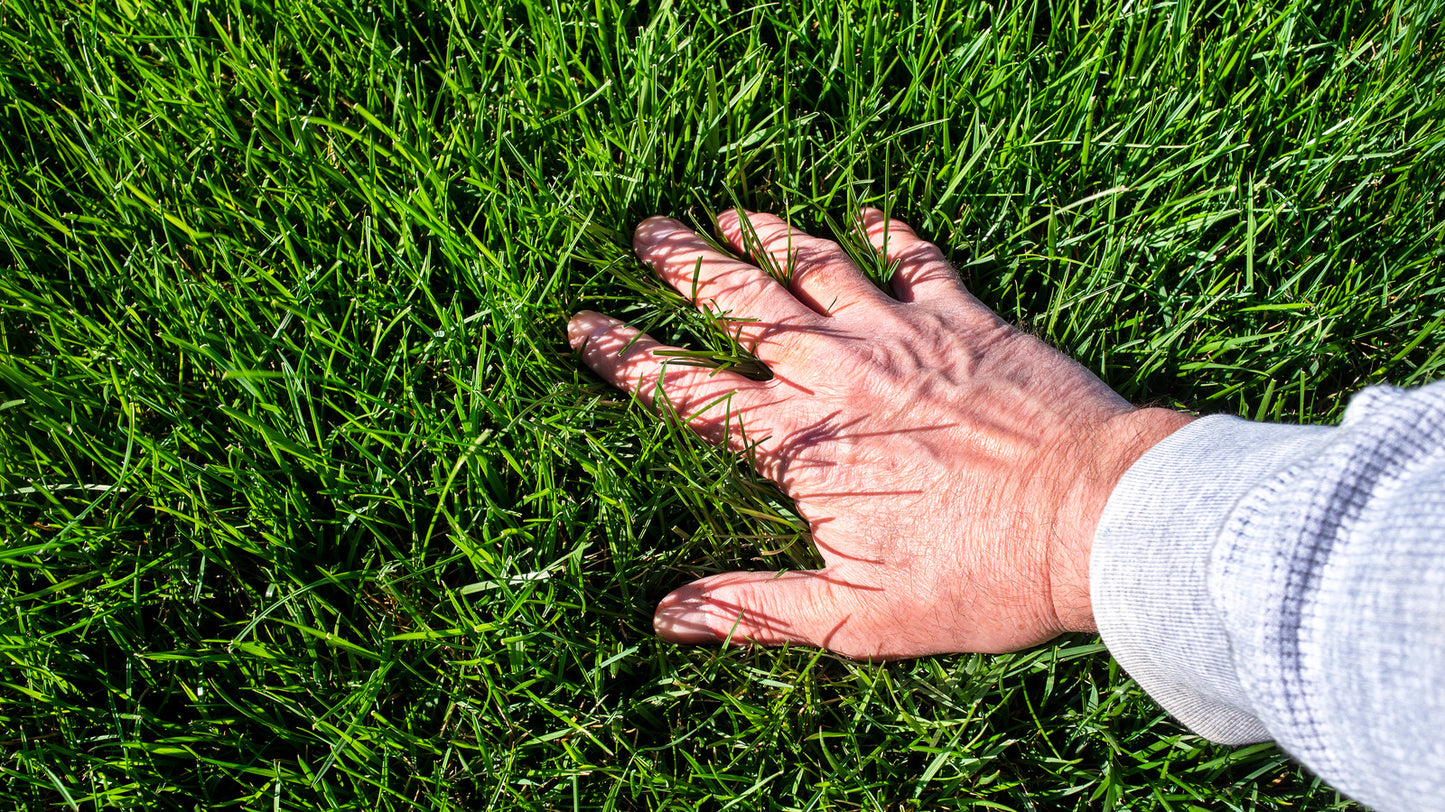 Premium Bermuda Grass Seeds