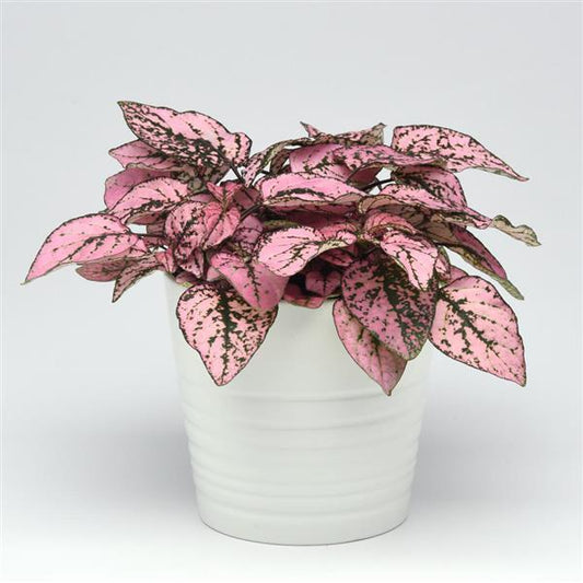 Hypoestes Pink Polka Seeds