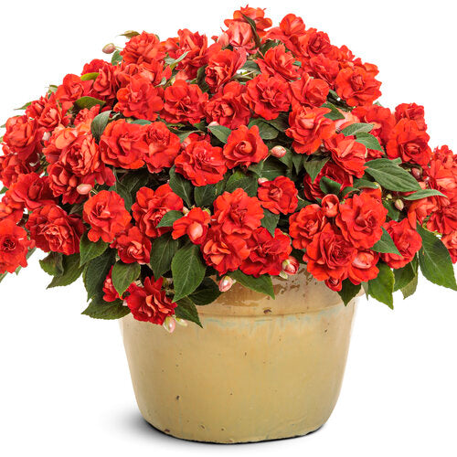 Impatiens Balsam Double Mix Seeds