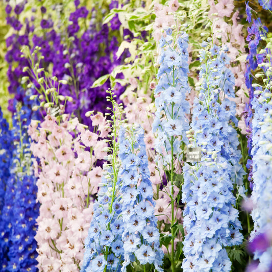 Larkspur Imperial Mix Flower Seeds