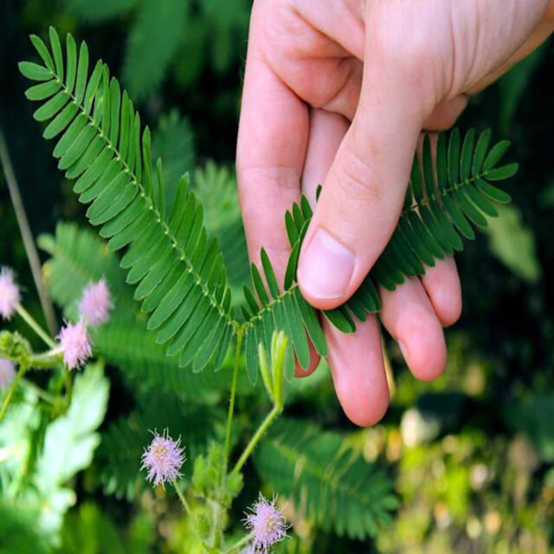 Mimosa Touch Me Not Seeds