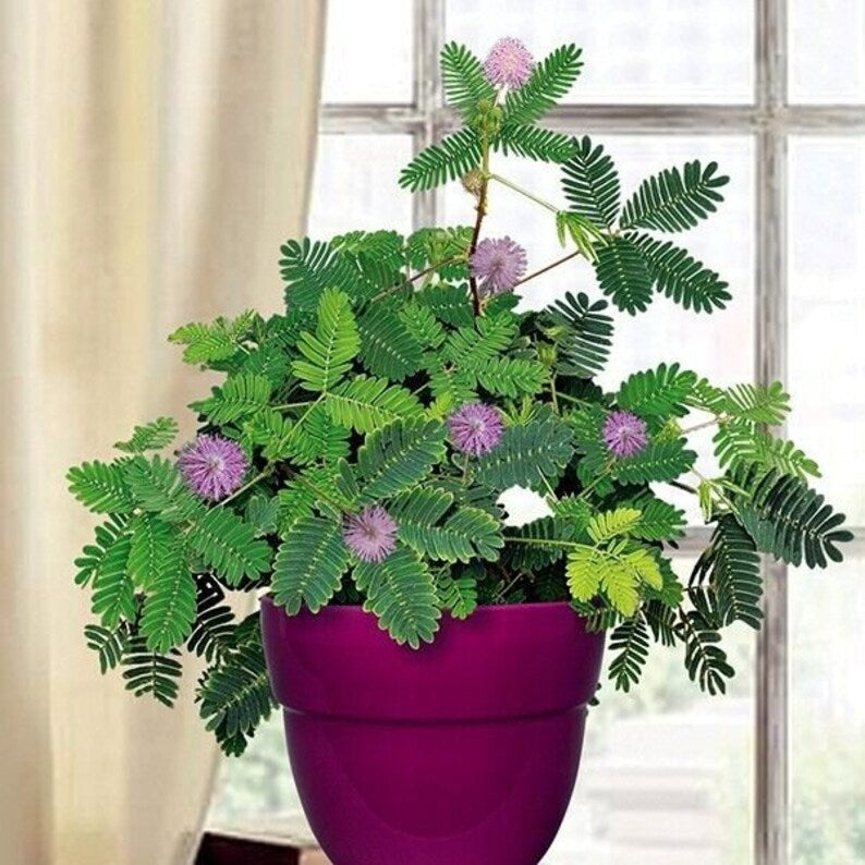 Mimosa Touch Me Not Seeds