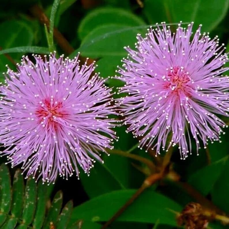 Mimosa Touch Me Not Seeds