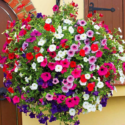 Morning Glory Field Grown Mix Seeds